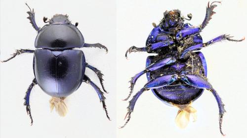 Réf. 329 013 : Trypocopris vernalis